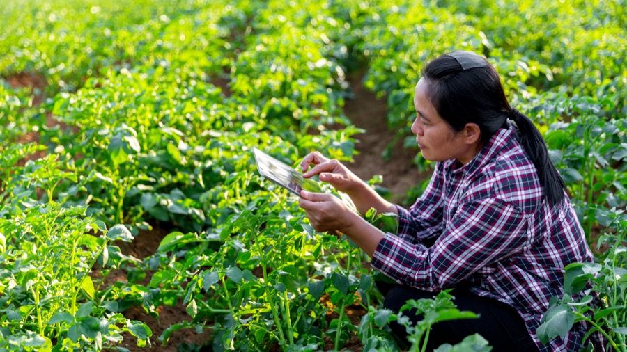 Farmer learning in the field